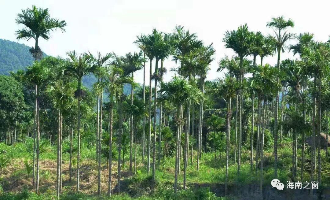 槟榔妹_槟榔妹狗_海南槟榔妹