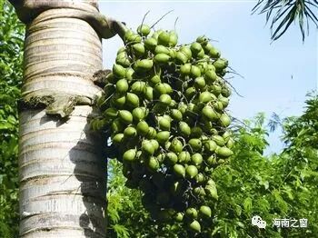 槟榔妹狗_海南槟榔妹_槟榔妹