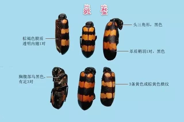 小小“斑蝥”，头癣生发外用好