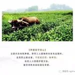 选好股,喝好茶