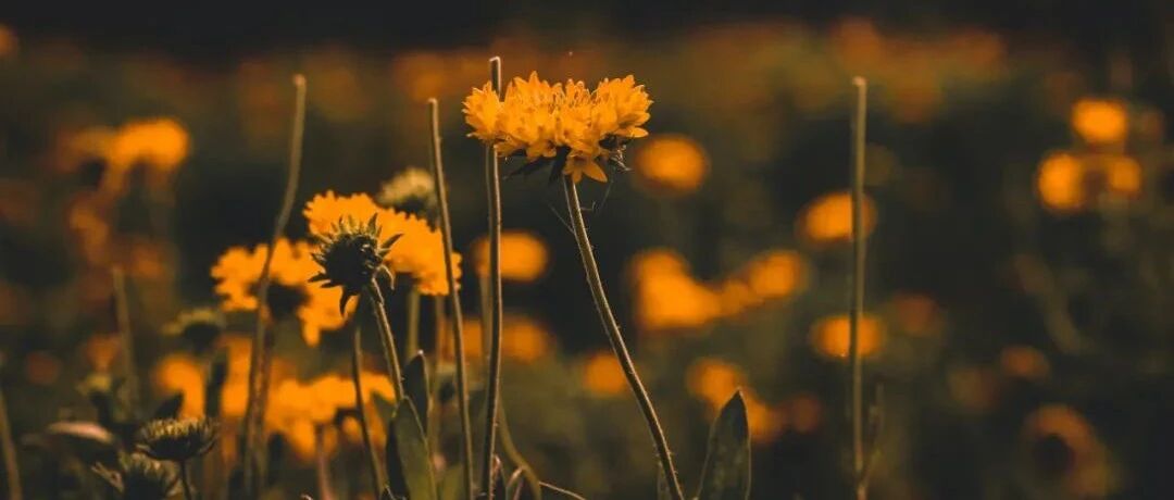 他相貌虽丑，却迷倒宰相女儿，一句诗成许多人的口头禅，厉害了！