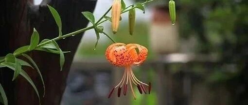 苏轼最有趣的一首诗，第二联妙绝千古，读来让人想笑！