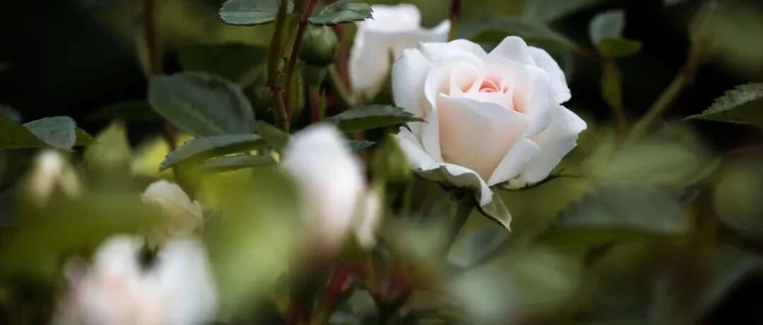 唐朝一个欺人妻女的地痞，却写下一首千古佳作，这首诗大家都学过