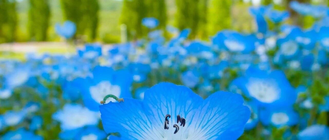 唐代七岁女孩写了一首诗，短短20个字，成为唐诗经典之作