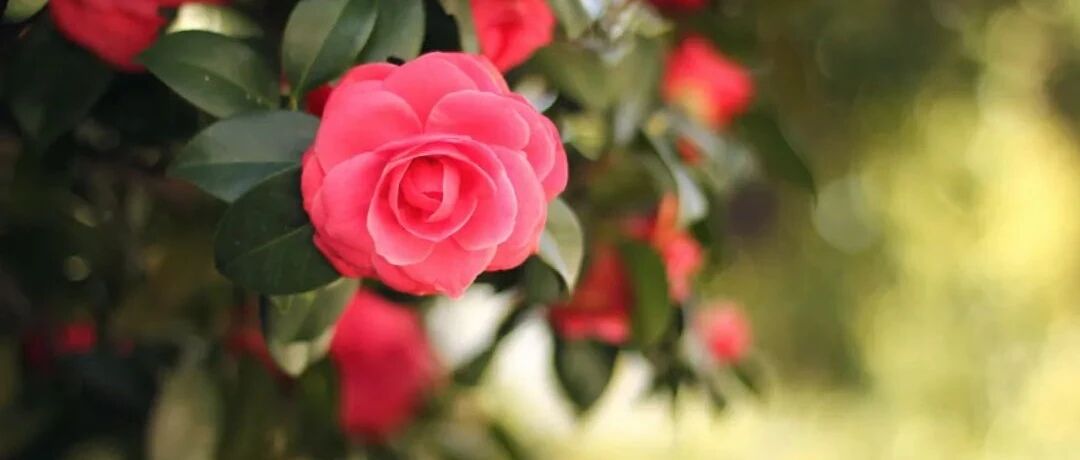 李白写了三首诗给杨贵妃，立刻就被唐玄宗辞退了？这三首诗可真美