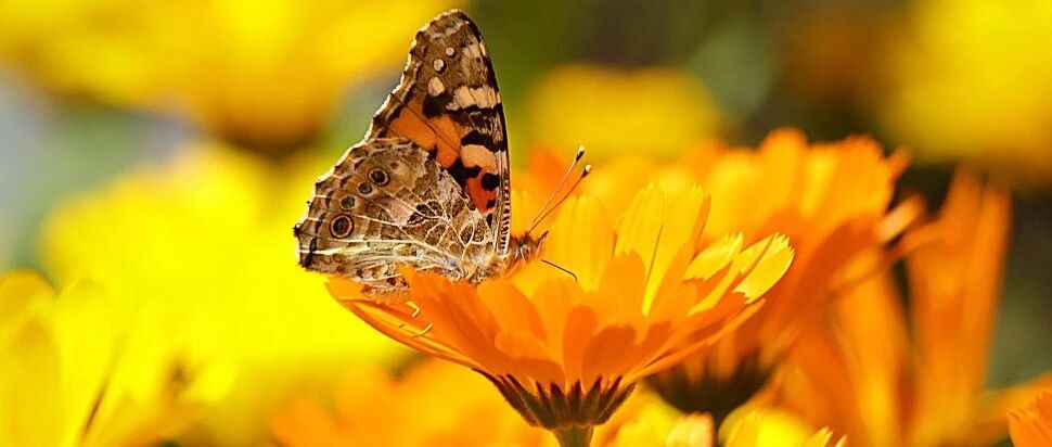 一面铜镜，一个成语，两首诗作，记录了一个传颂千古的爱情故事