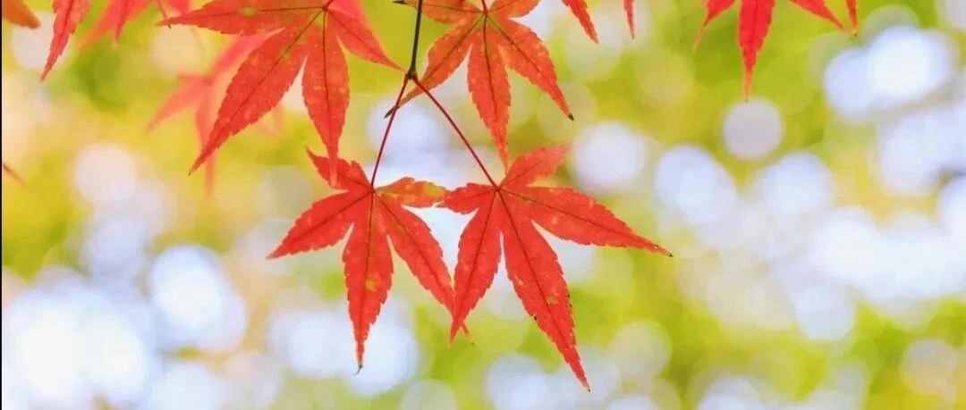 趣味谜语诗，看诗人们斗才华！你能猜对几个？