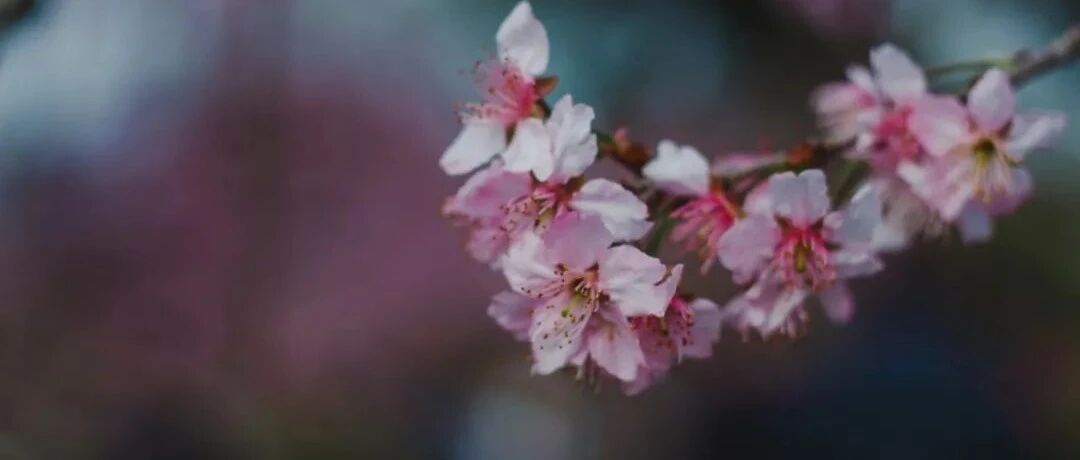 杜甫写了一首28字骂人诗，后两句你经常用，没点文化还以为是夸人