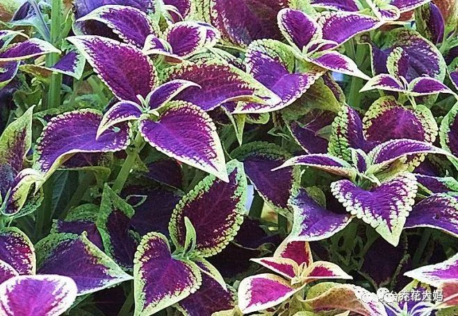 美膩到不行的紫色植物 高逼格的家居生活怎麼能缺少它呢 尋夢新聞