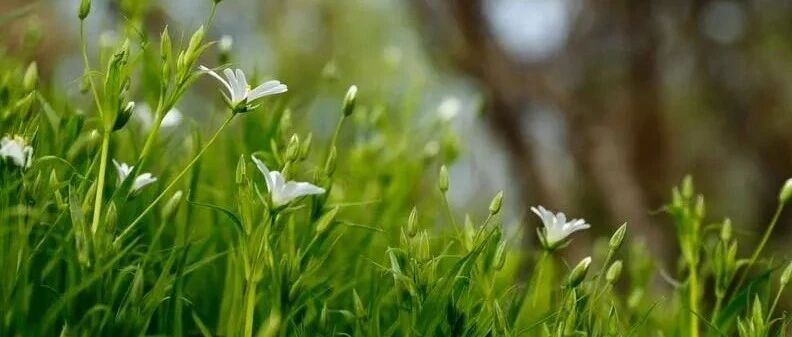 把“老牛吃嫩草”写得如此清新脱俗不惹人嫌，他算古今诗词第一人！