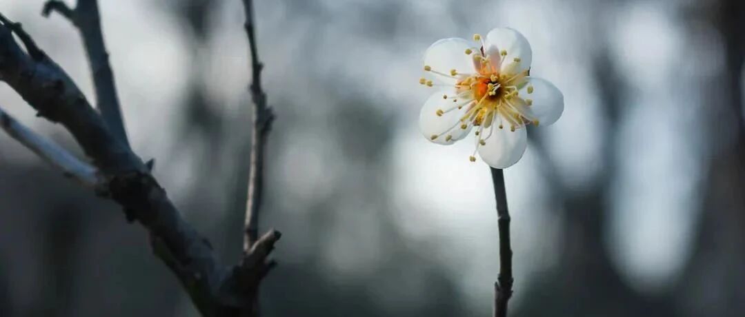 最真的一首诗！短短4句，笑中带泪，道尽一生委屈，令人唏嘘！
