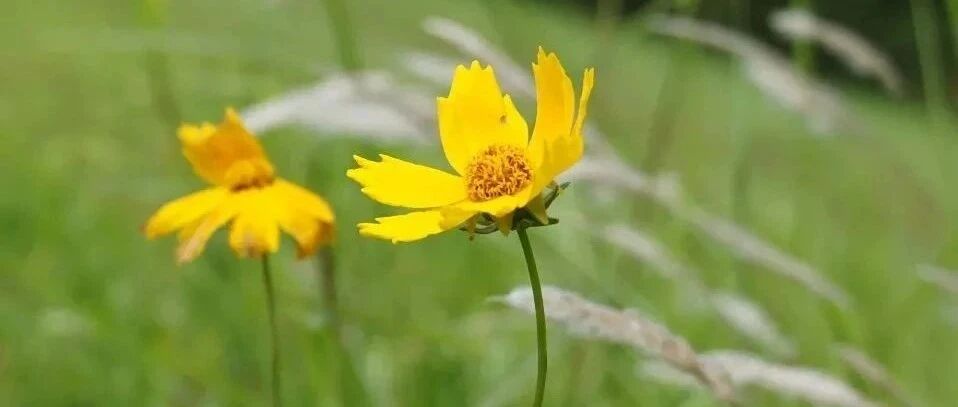 这首唐诗仅27字，背后的爱情故事比梁祝更动人