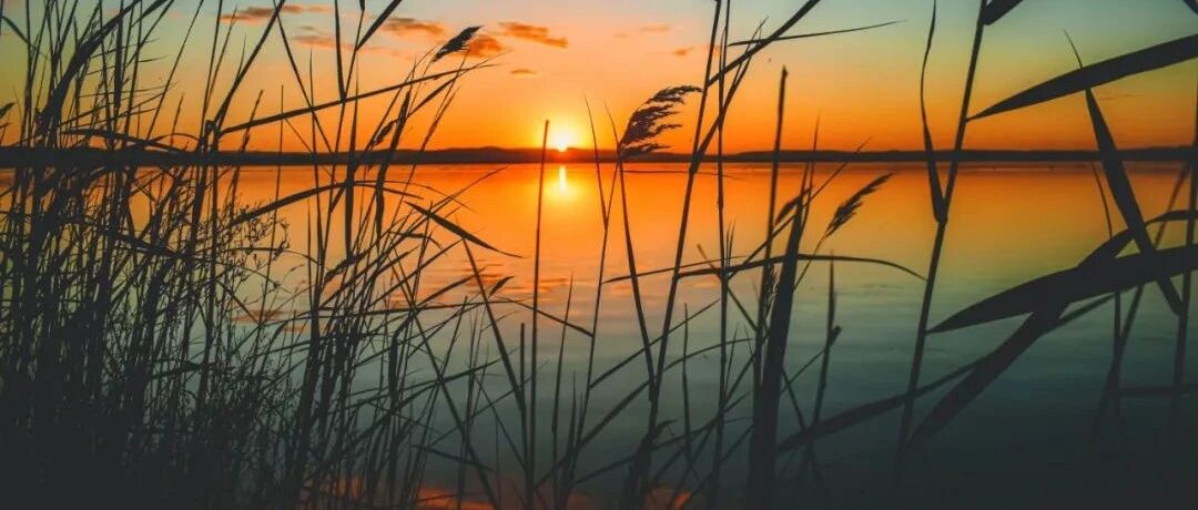 这首唐诗，全篇被“痛苦和灾难”笼罩……网友说：我是哭着读完它的……