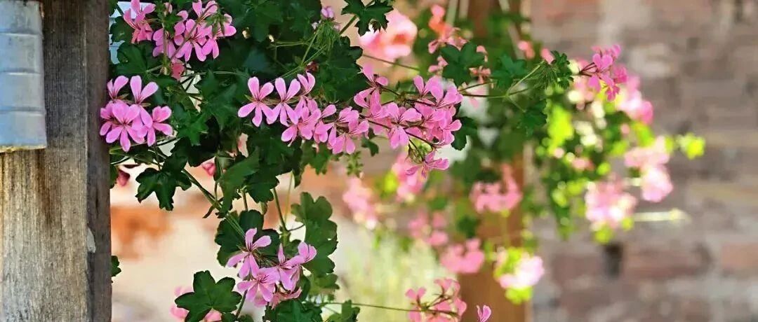 李清照的一首小词，不足50个字，却写尽少年、中年、老年心境