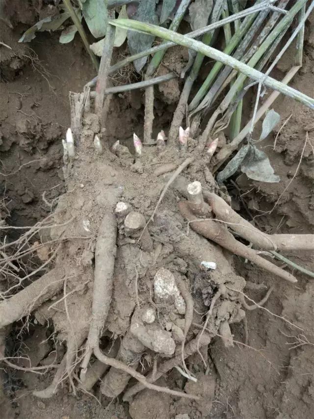 芍药种植方法_芍药种植方法_白芍药种植