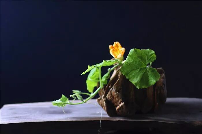 絲瓜、蟲巢、樹樁……你想不到的器皿插花，野趣盎然！