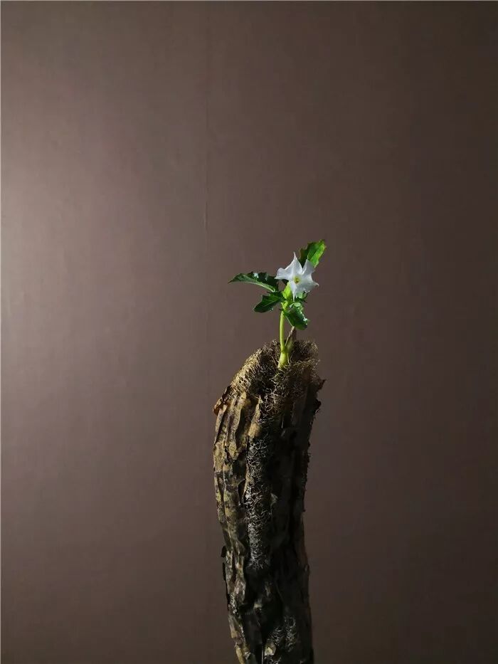 絲瓜、蟲巢、樹樁……你想不到的器皿插花，野趣盎然！