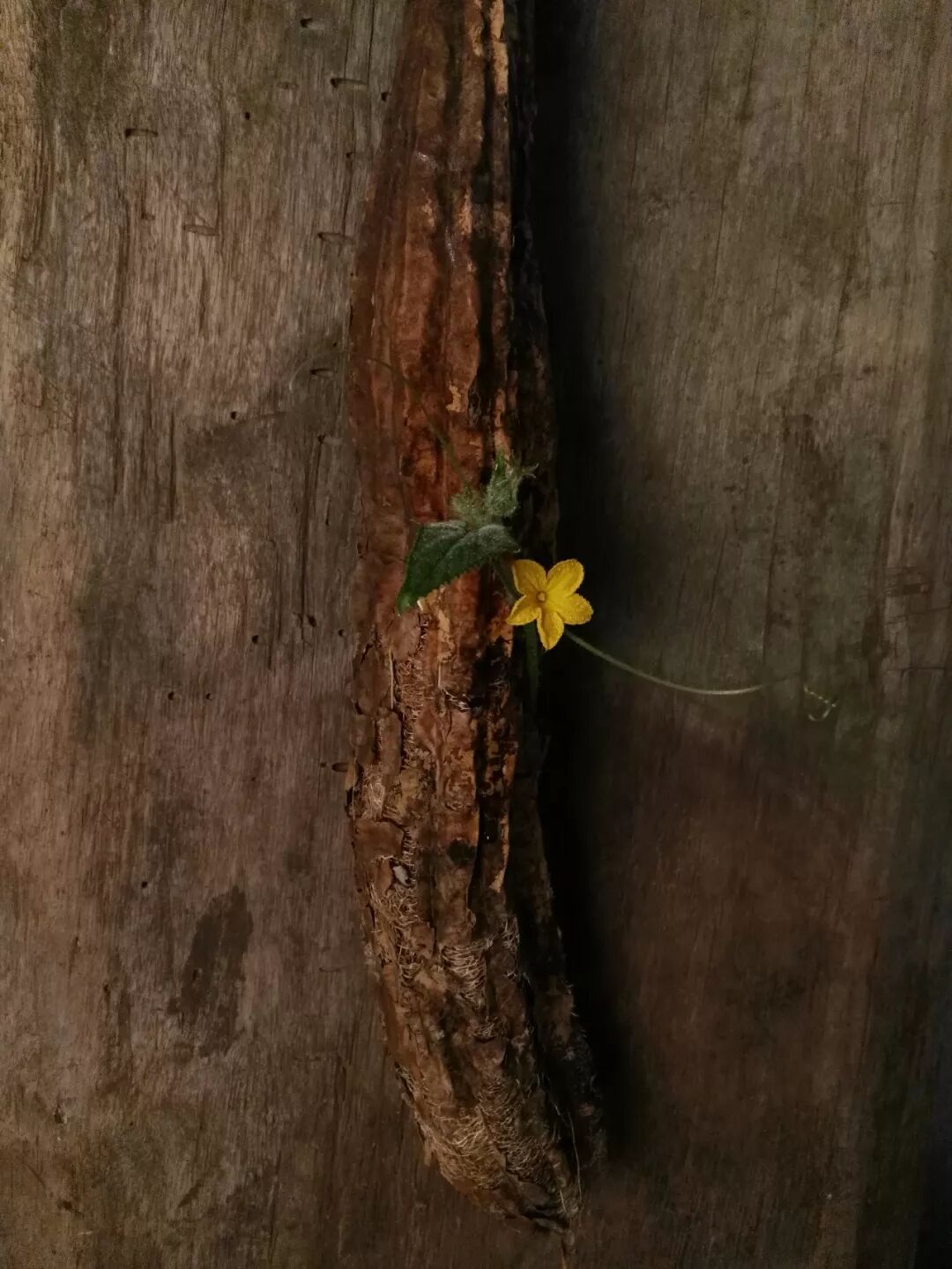 絲瓜、蟲巢、樹樁……你想不到的器皿插花，野趣盎然！