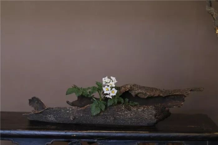 絲瓜、蟲巢、樹樁……你想不到的器皿插花，野趣盎然！