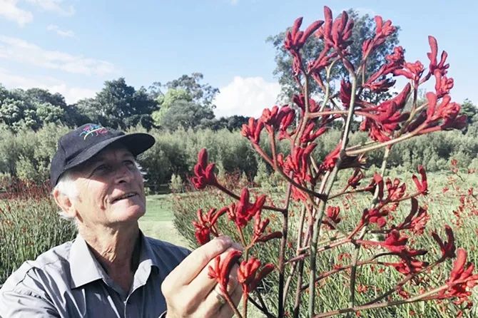 澳大利亚本土花卉产业寻求扩大