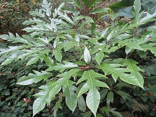 這些原生植物，是最適合在花園中應(yīng)用的材料