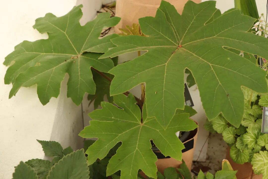 這些原生植物，是最適合在花園中應(yīng)用的材料