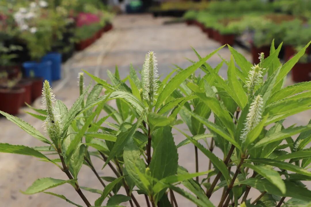 這些原生植物，是最適合在花園中應(yīng)用的材料