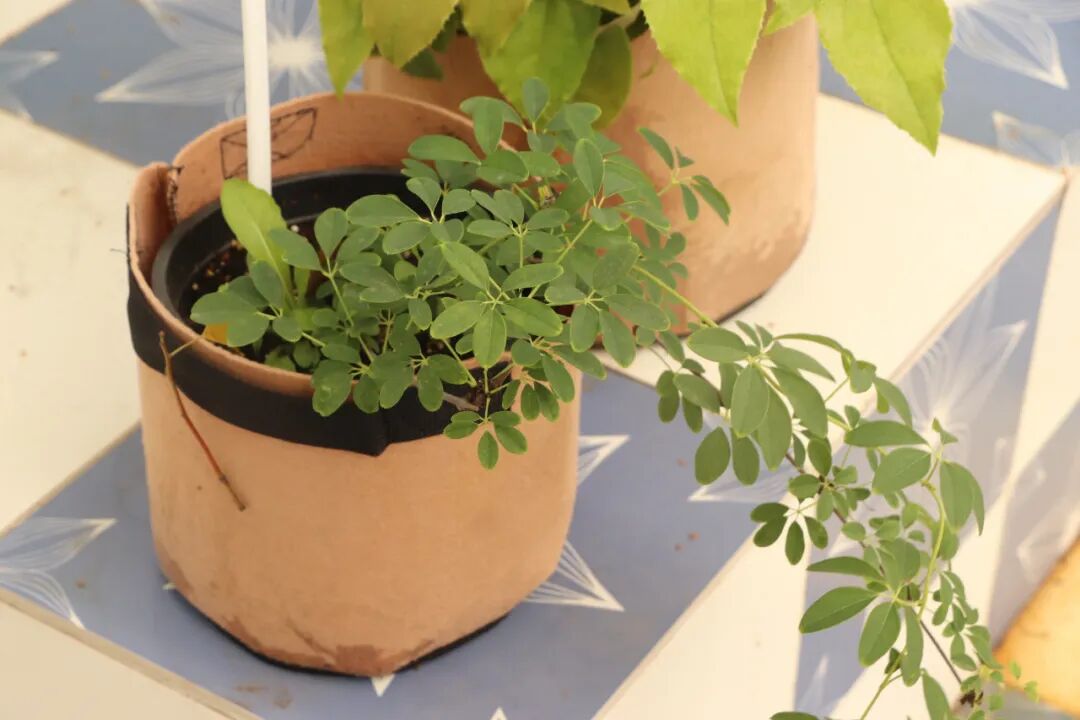 這些原生植物，是最適合在花園中應(yīng)用的材料