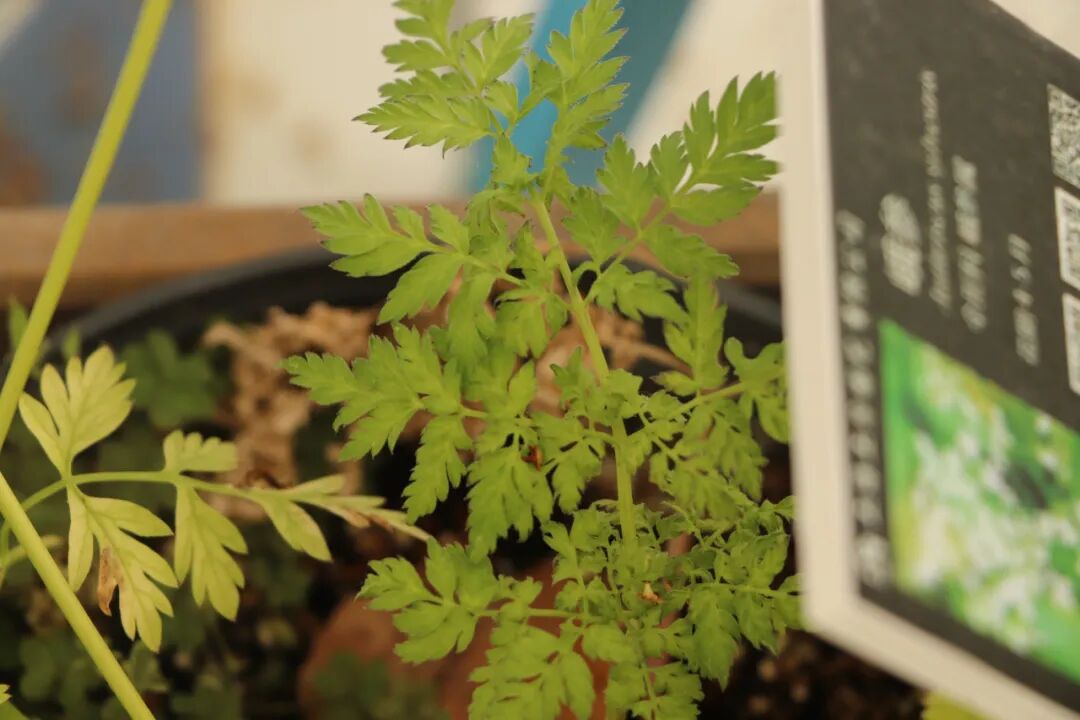 這些原生植物，是最適合在花園中應(yīng)用的材料