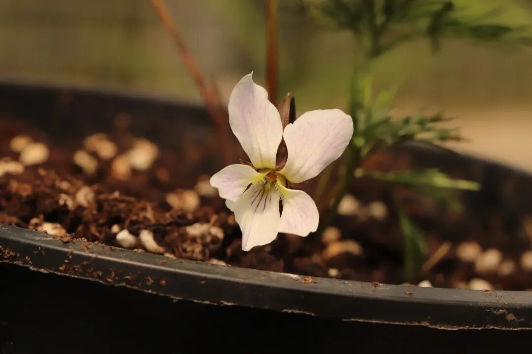 這些原生植物，是最適合在花園中應(yīng)用的材料