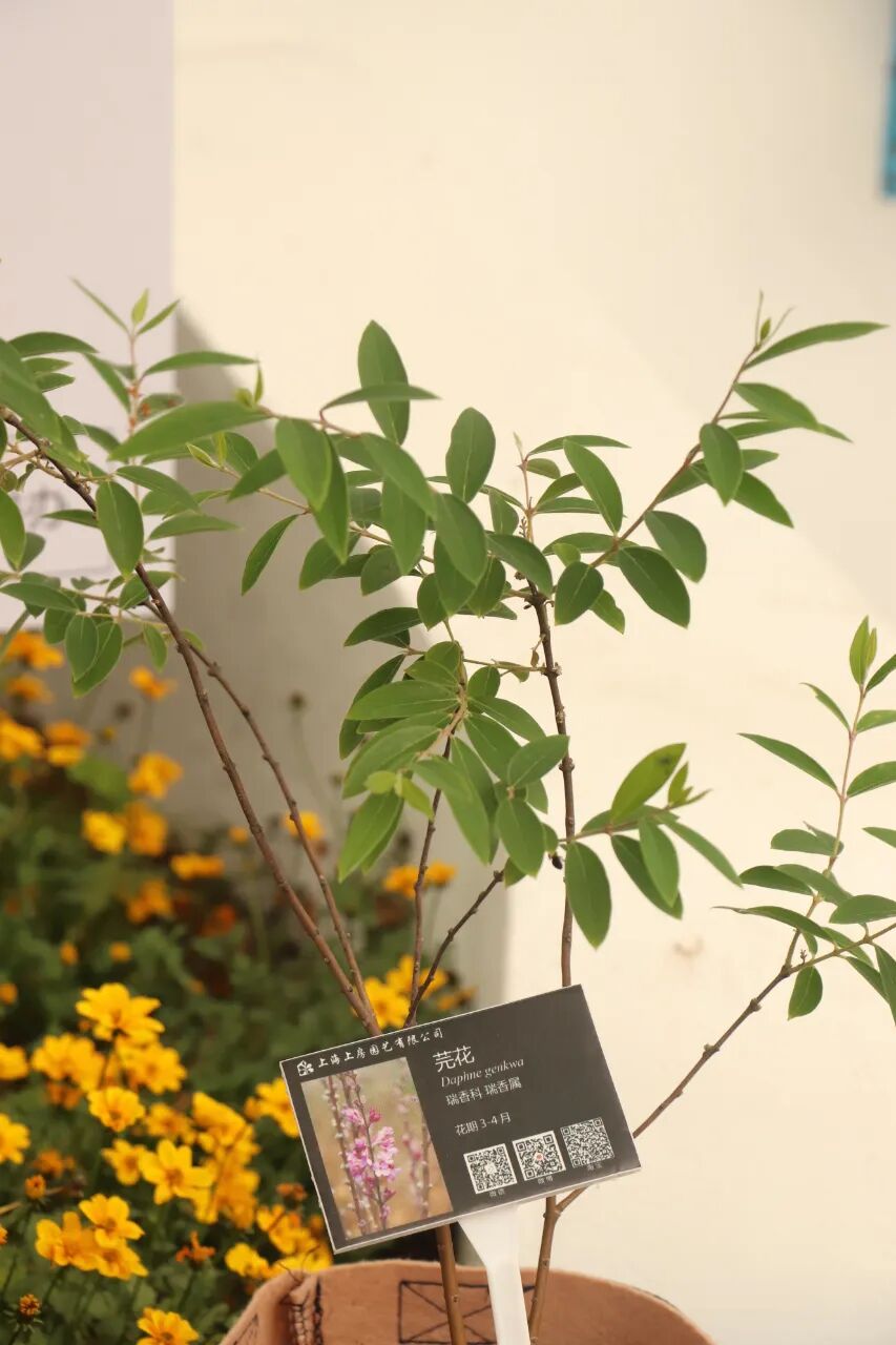 這些原生植物，是最適合在花園中應(yīng)用的材料