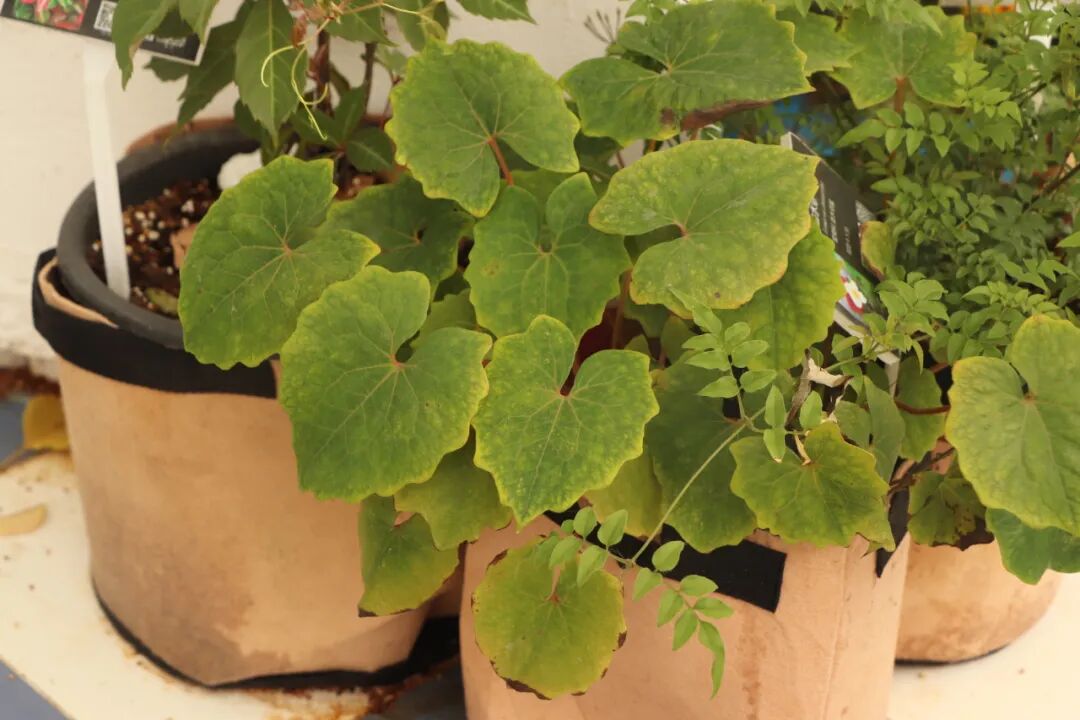 這些原生植物，是最適合在花園中應(yīng)用的材料