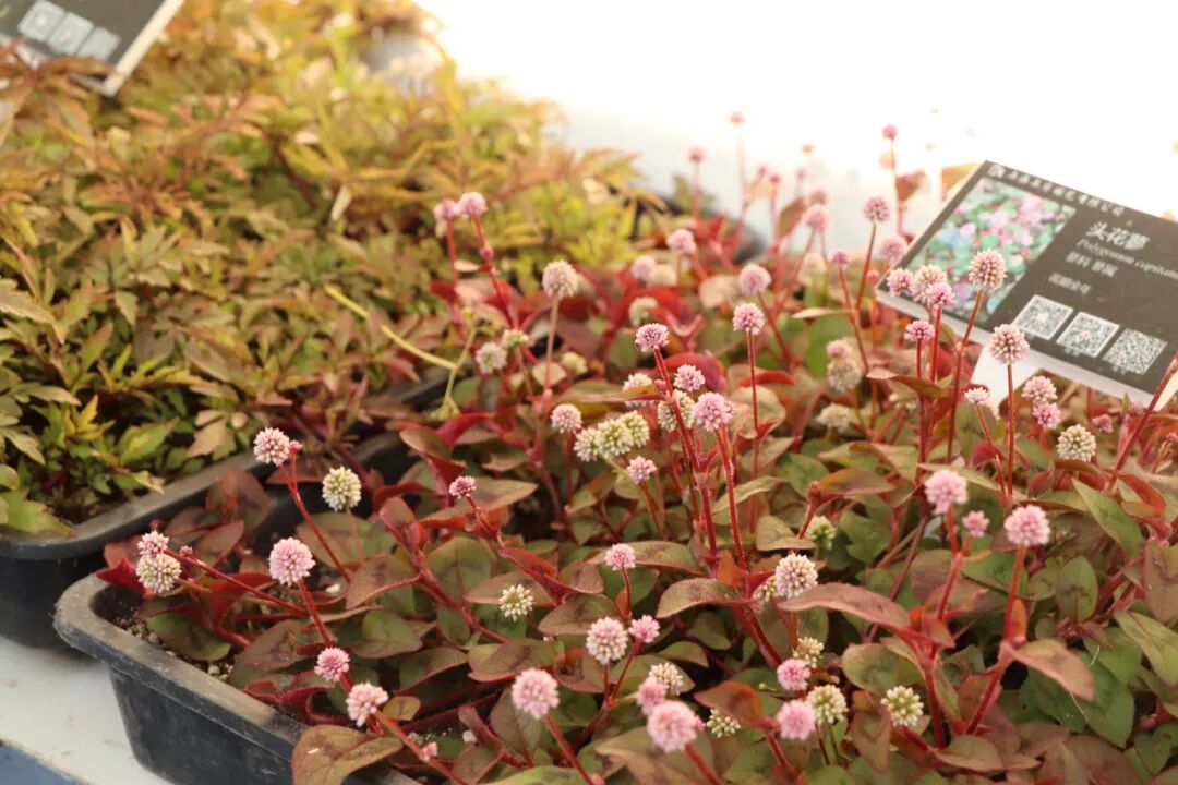 這些原生植物，是最適合在花園中應(yīng)用的材料