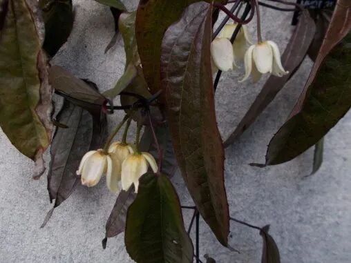 這些原生植物，是最適合在花園中應(yīng)用的材料