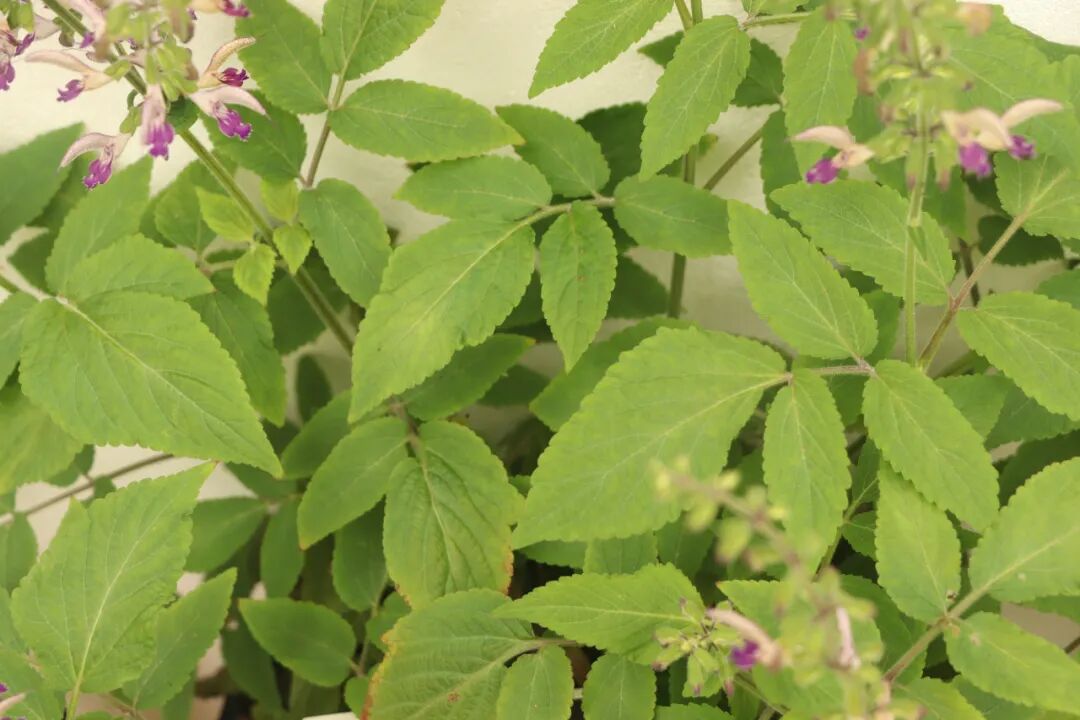 這些原生植物，是最適合在花園中應(yīng)用的材料