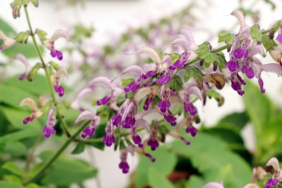 這些原生植物，是最適合在花園中應(yīng)用的材料