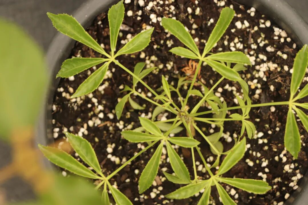 這些原生植物，是最適合在花園中應(yīng)用的材料