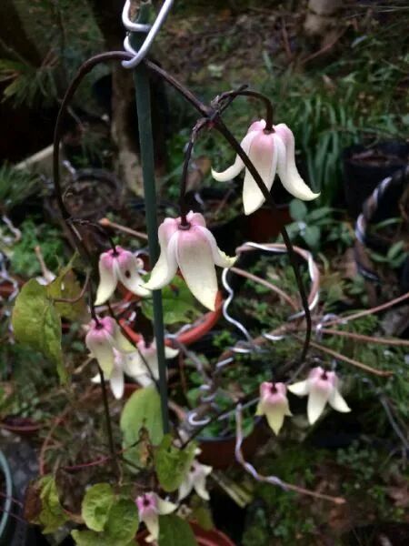 這些原生植物，是最適合在花園中應(yīng)用的材料