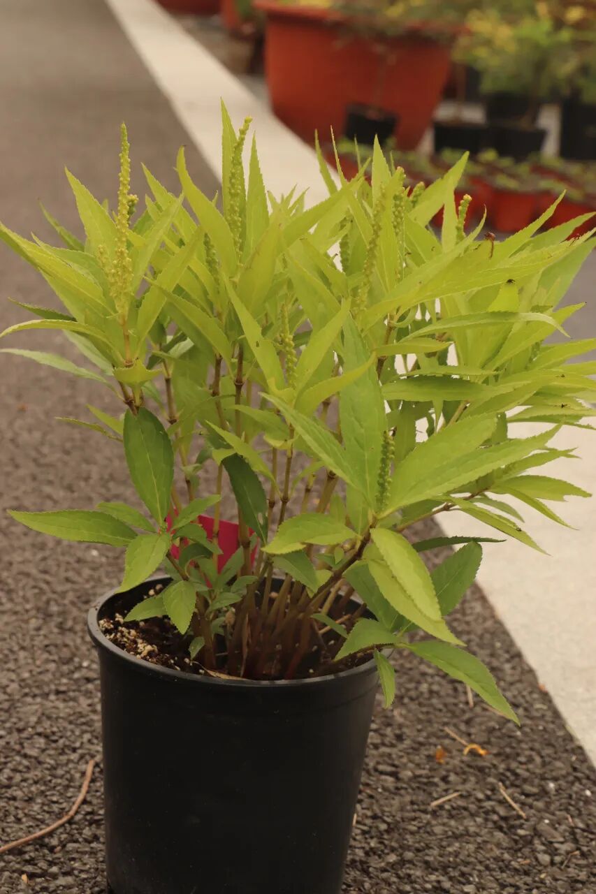 這些原生植物，是最適合在花園中應(yīng)用的材料