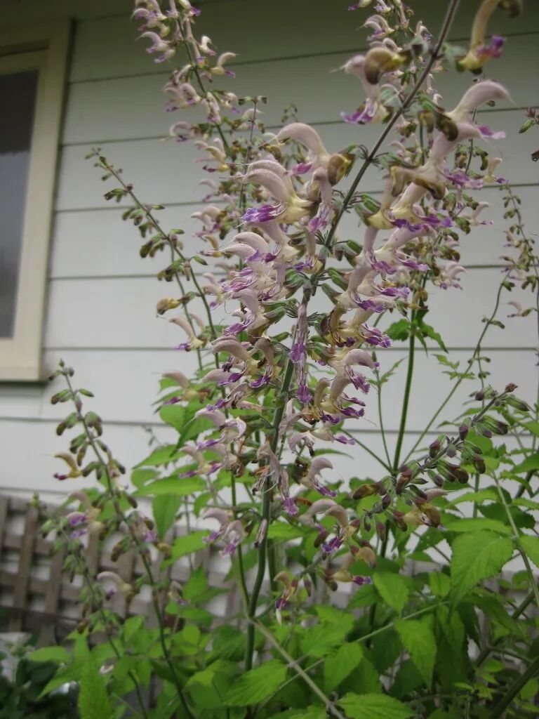 這些原生植物，是最適合在花園中應(yīng)用的材料