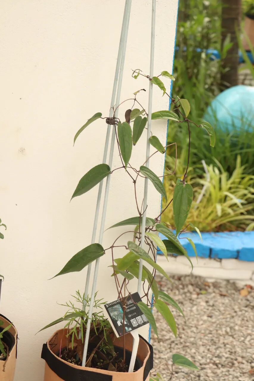 這些原生植物，是最適合在花園中應(yīng)用的材料