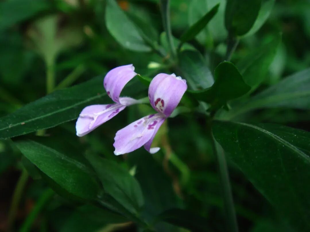 這些原生植物，是最適合在花園中應(yīng)用的材料