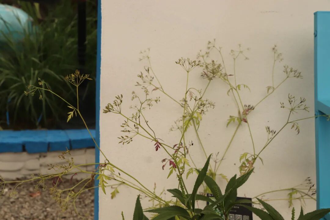 這些原生植物，是最適合在花園中應(yīng)用的材料