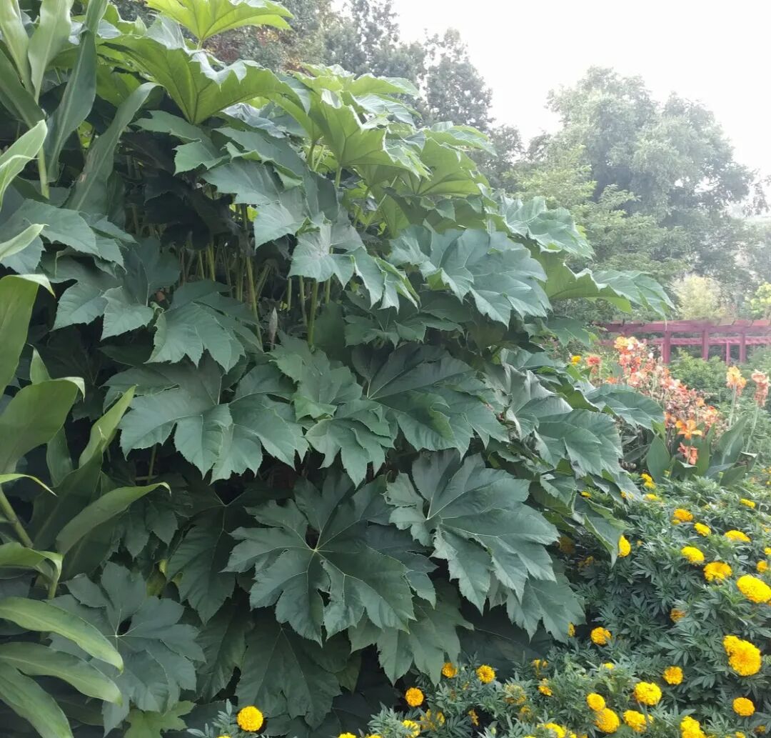 這些原生植物，是最適合在花園中應(yīng)用的材料