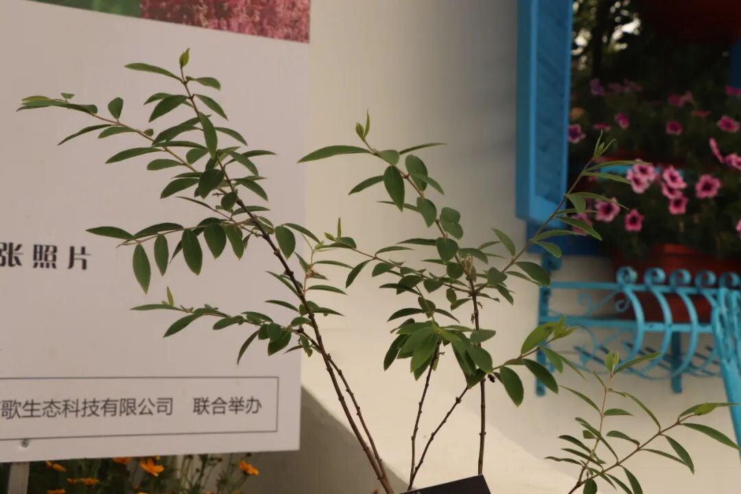 這些原生植物，是最適合在花園中應(yīng)用的材料