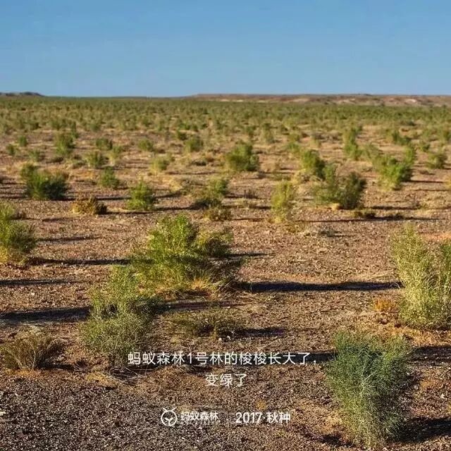 中国用40年时间，干掉一片沙漠，连NASA和联合国都被惊动！网友：不枉我每天凌晨偷能量！