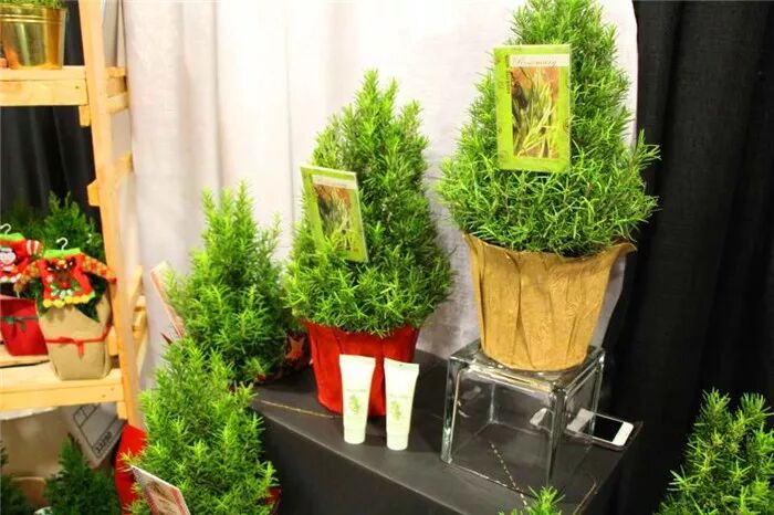 真会玩！2019美国热带植物展盆栽产品创意无限