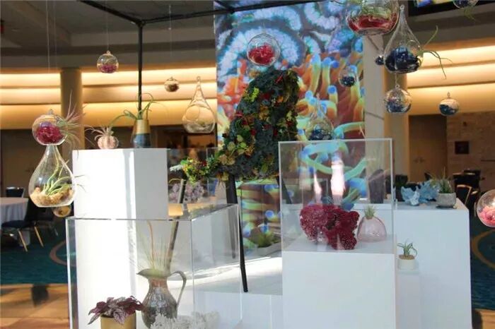 真会玩！2019美国热带植物展盆栽产品创意无限