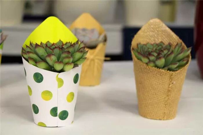 真会玩！2019美国热带植物展盆栽产品创意无限