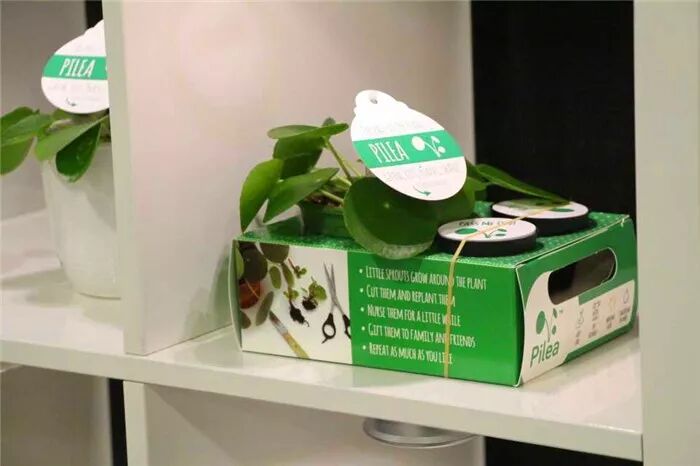 真会玩！2019美国热带植物展盆栽产品创意无限